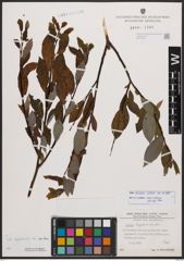 Salix bicolor Ehrh. ex Willd.